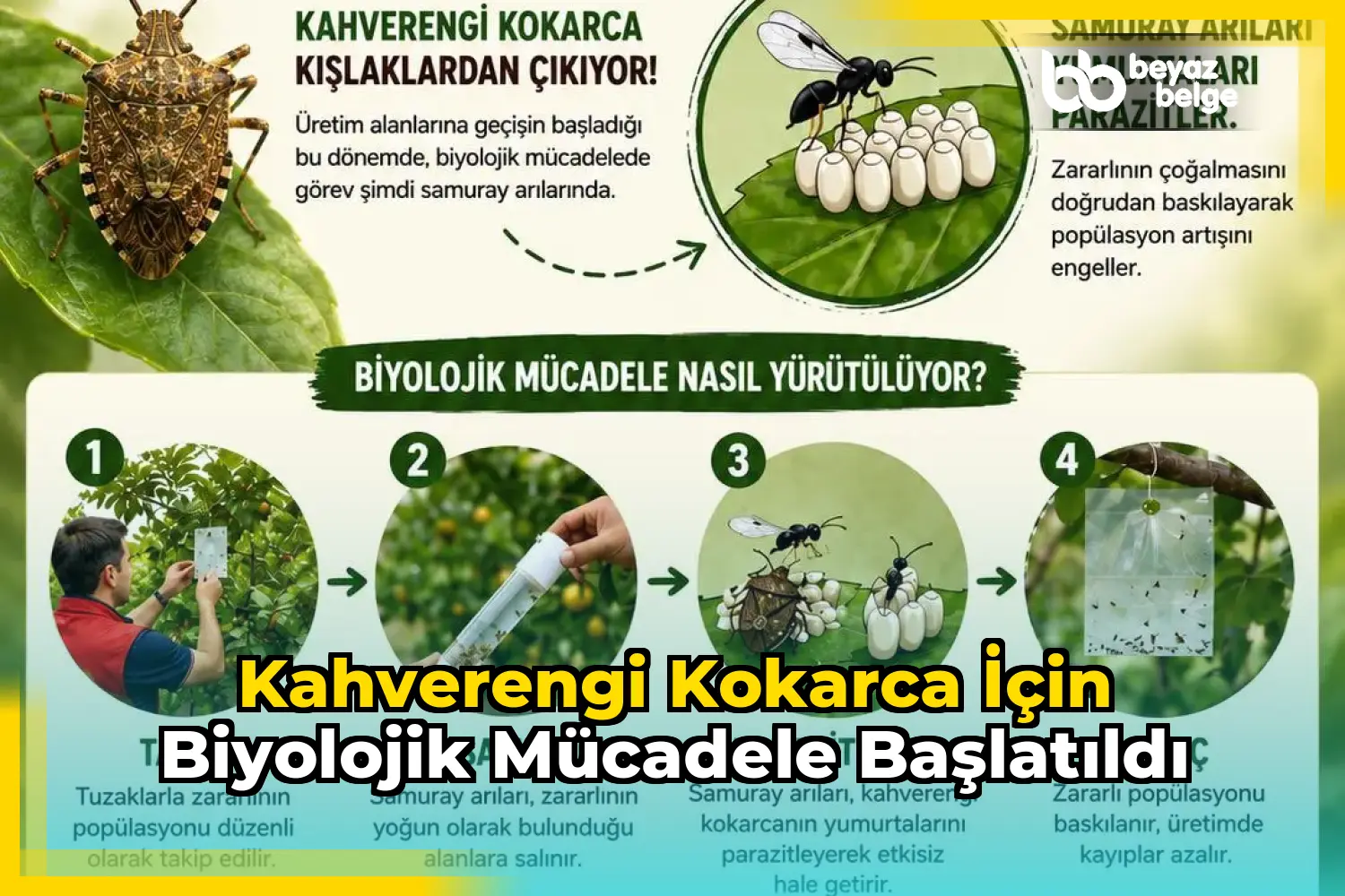 Kahverengi kokarca için biyolojik mücadele başlatıldı