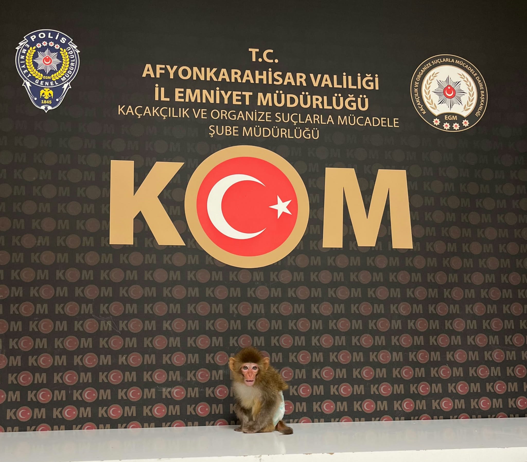 Kaçak Yollarla Beslenen Maymun Ele Geçirildi