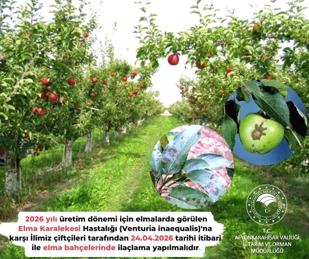 Elma Bahçelerinde Elma Karalekesi Hastalığına Dikkat!