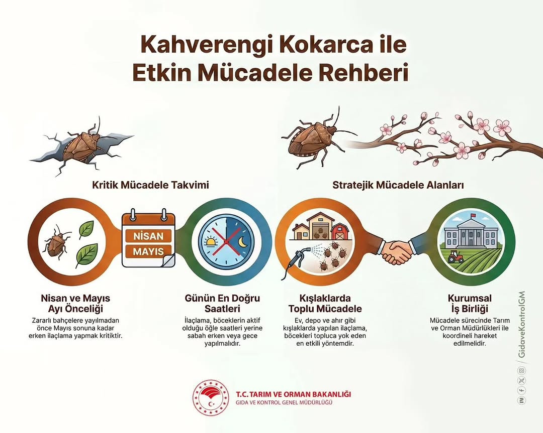 Kahverengi Kokarca Kışlaklardan Çıkıyor! - Afyonkarahisar İl Tarım Ve Orman Müdürlüğü