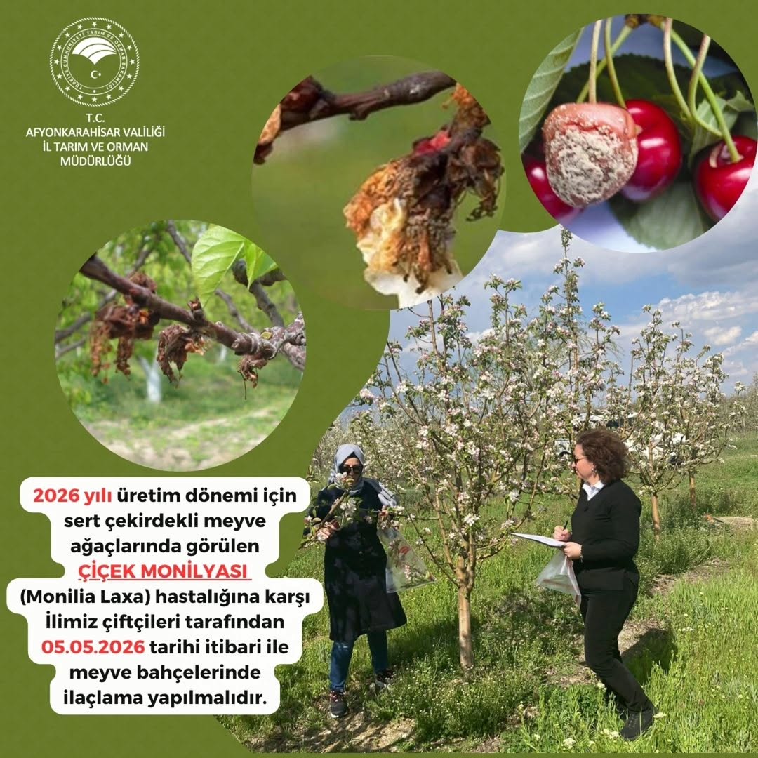 Sert Çekirdekli Meyve Ağaçlarında Çiçek Monilyası İçin 2. İlaçlama Uyarısı